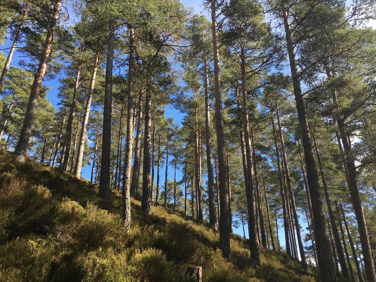 Firhall Highland B&B Grantown-on-Spey 外观 照片